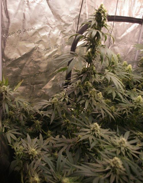 Sticky Berry Mints sensi seeds. Week 11