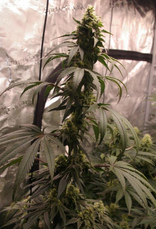Sticky Berry Mints sensi seeds. Week 11