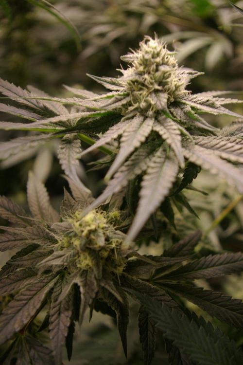 Sticky Berry Mints sensi seeds. Week 11