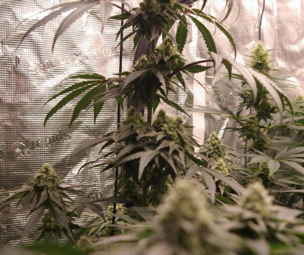 Sticky Berry Mints sensi seeds. Week 11
