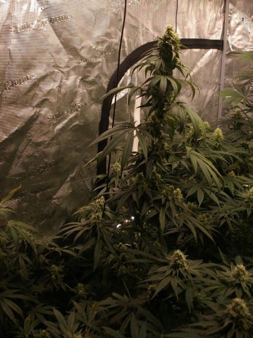 Sticky Berry Mints sensi seeds. Week 11