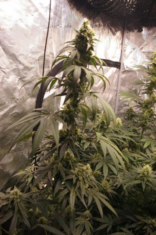 Sticky Berry Mints sensi seeds. Week 11