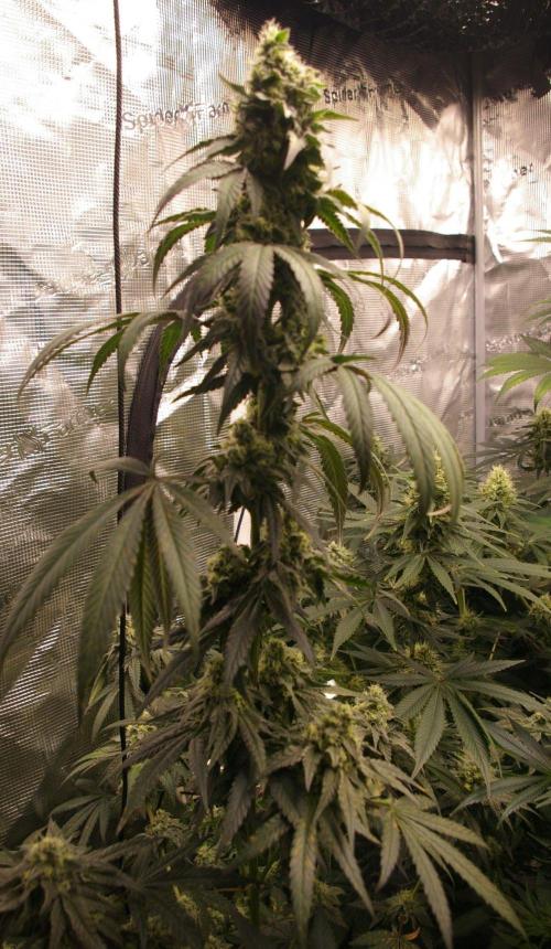 Sticky Berry Mints sensi seeds. Week 11