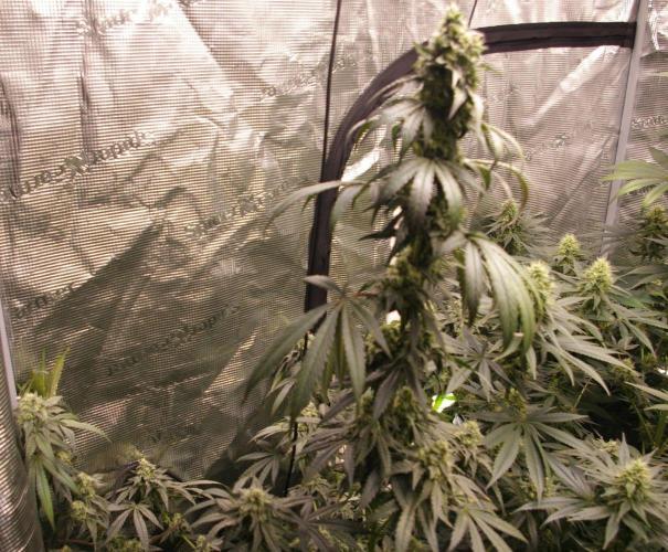 Sticky Berry Mints sensi seeds. Week 11