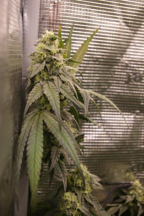 Sticky Berry Mints sensi seeds. Week 11
