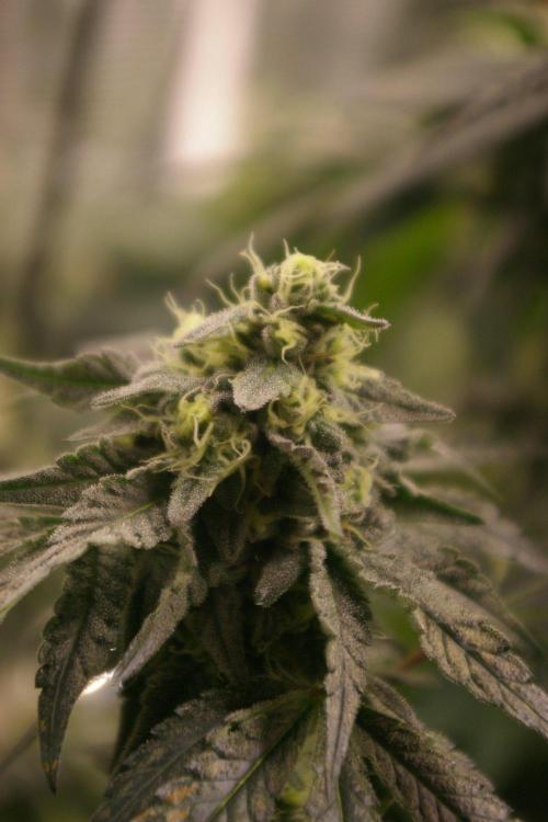 Sticky Berry Mints sensi seeds. Week 11