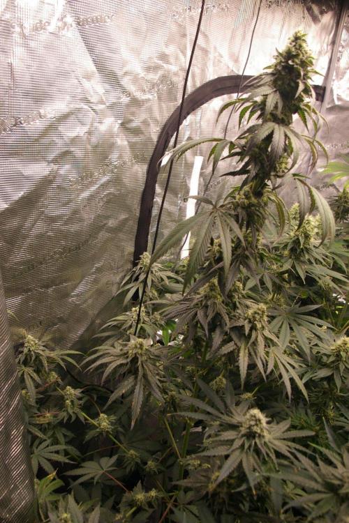 Sticky Berry Mints sensi seeds. Week 11
