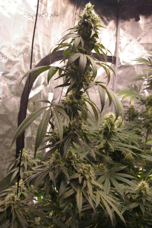 Sticky Berry Mints sensi seeds. Week 11