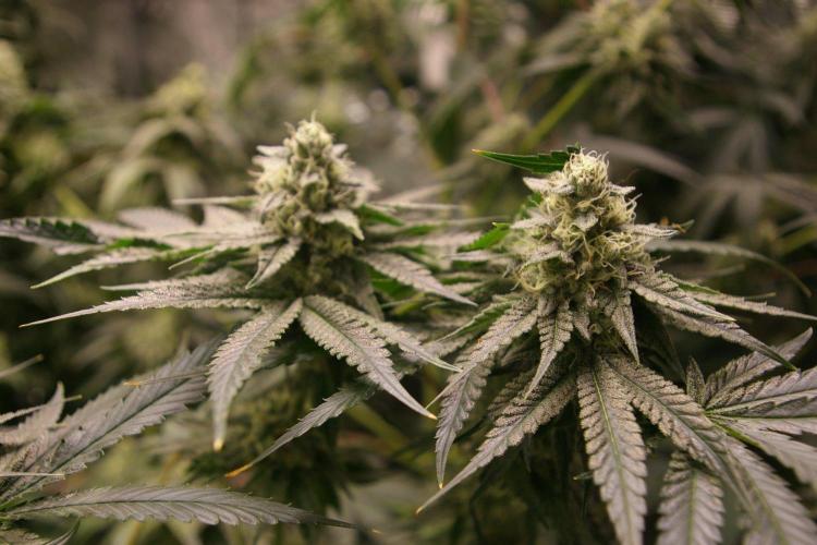 Sticky Berry Mints sensi seeds. Week 11