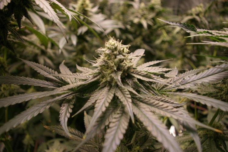 Sticky Berry Mints sensi seeds. Week 11