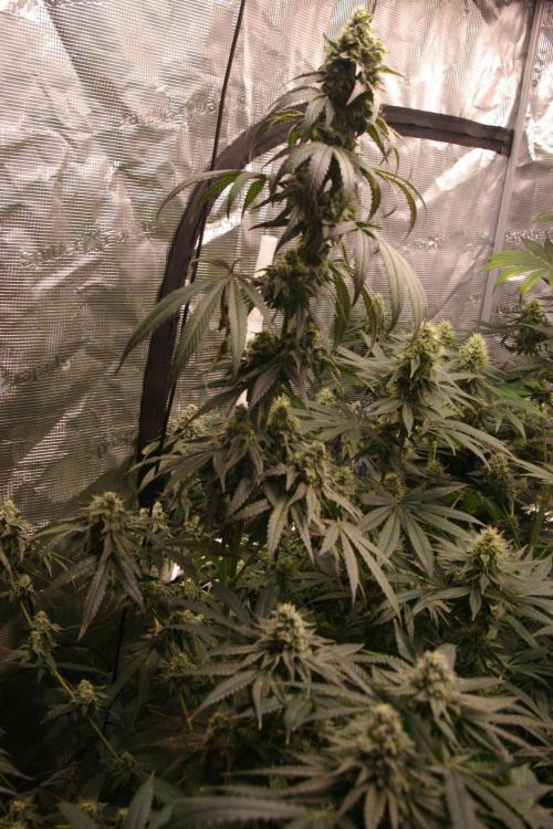 Sticky Berry Mints sensi seeds. Week 11