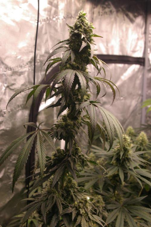 Sticky Berry Mints sensi seeds. Week 11