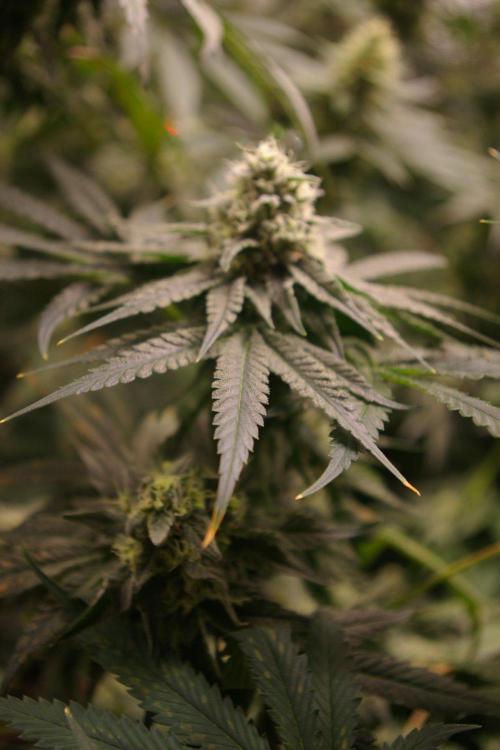 Sticky Berry Mints sensi seeds. Week 11