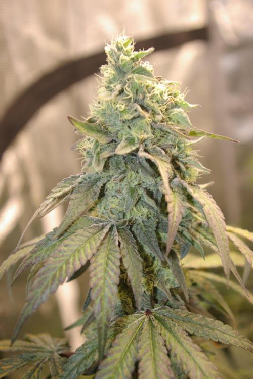 Sticky Berry Mints sensi seeds. Week 11