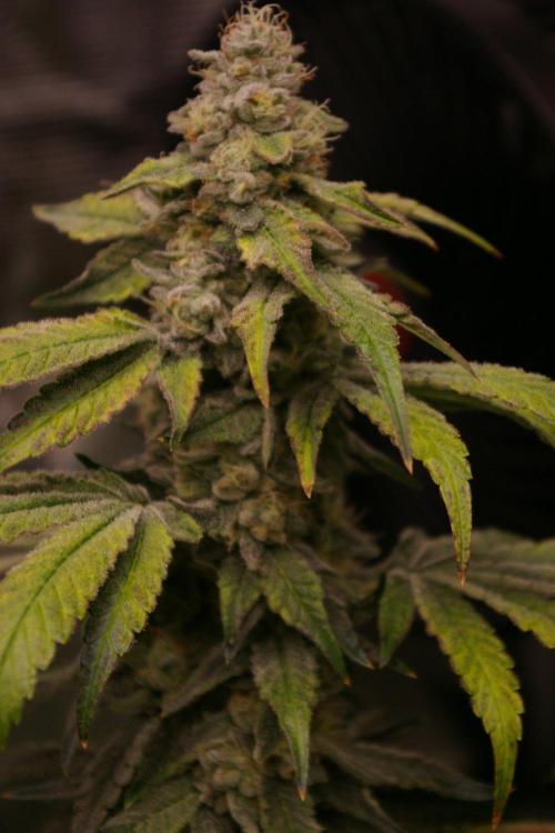 Jelly Cake Barney's Farm. Week 12