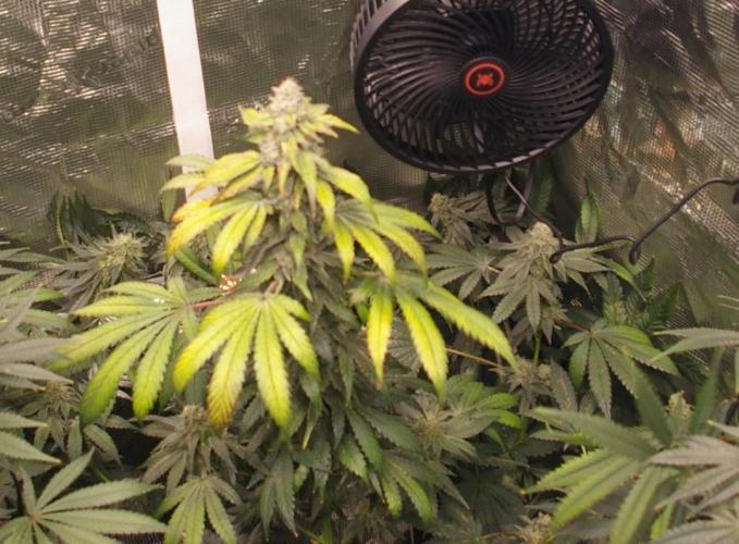 Jelly Cake Barney's Farm. Week 12
