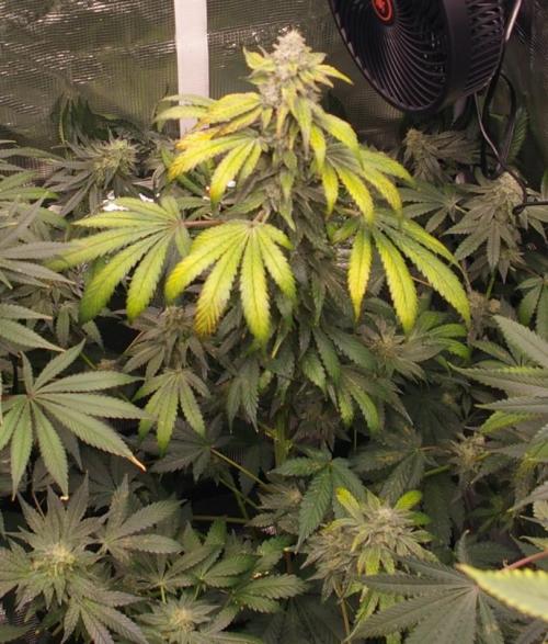 Jelly Cake Barney's Farm. Week 12