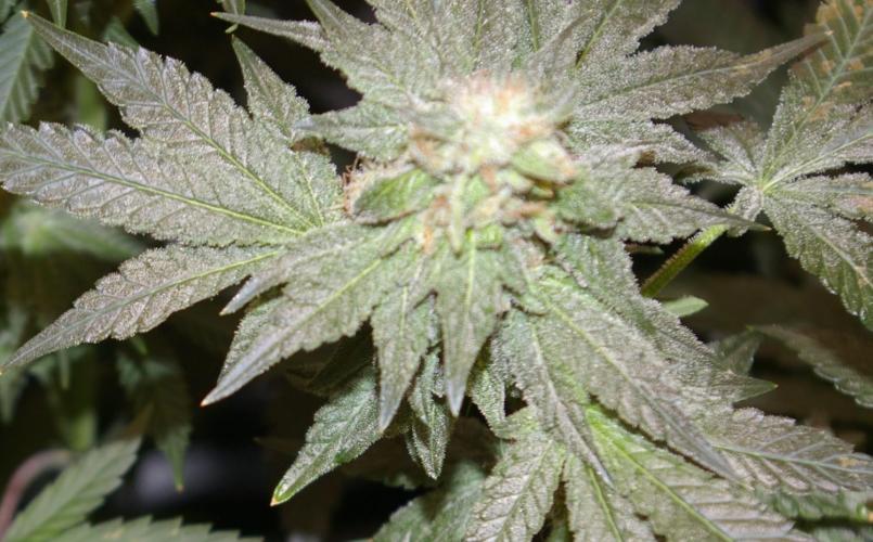 Jelly Cake Barney's Farm. Week 12