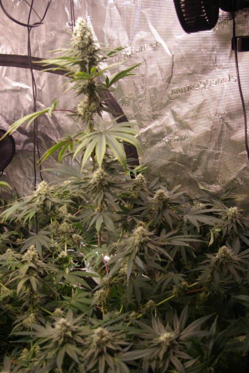 Black Lemon exotic Seed. Week 12