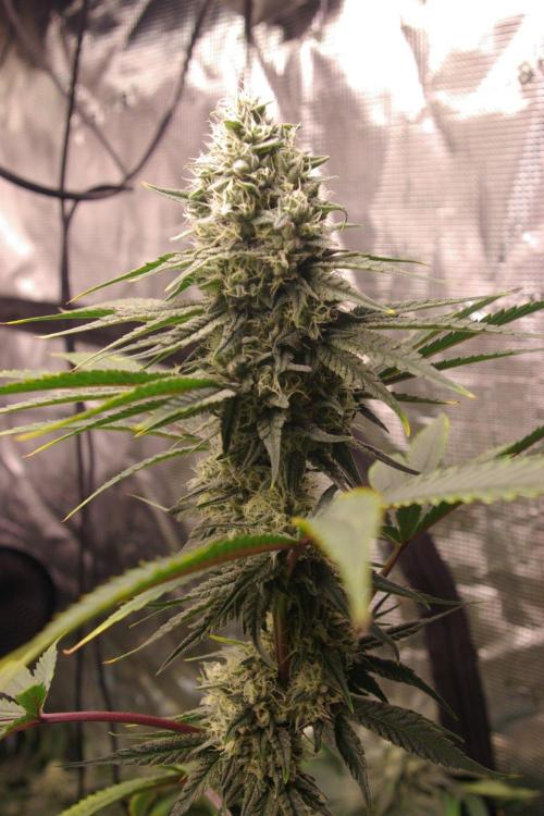 Black Lemon exotic Seed. Week 12