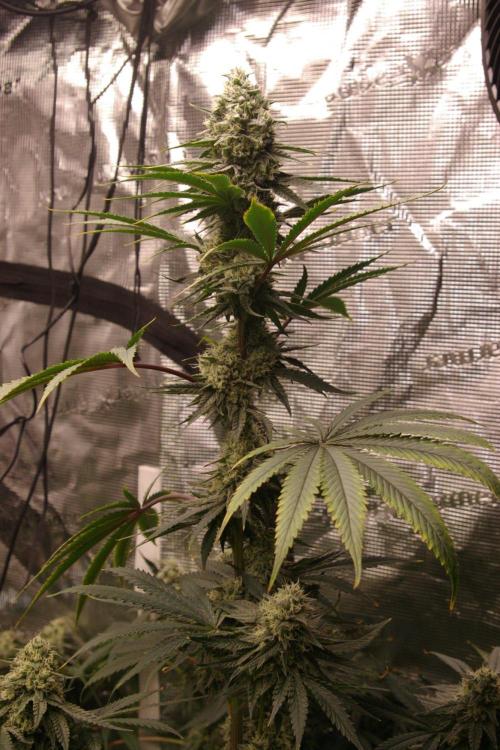 Black Lemon exotic Seed. Week 12