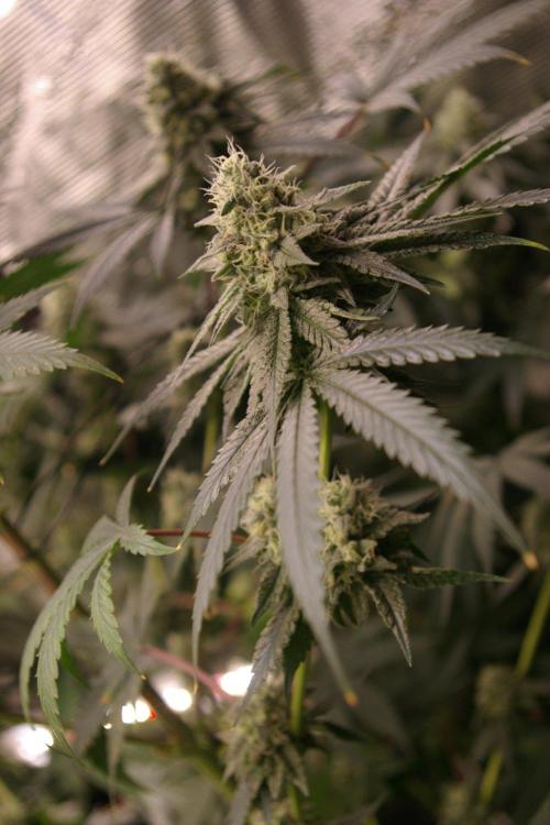 Black Lemon exotic Seed. Week 12