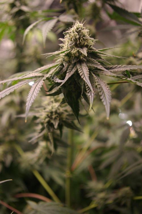 Black Lemon exotic Seed. Week 12
