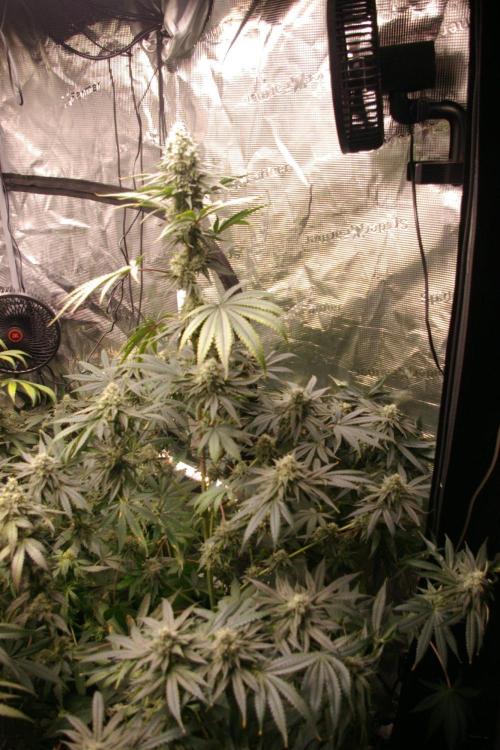 Black Lemon exotic Seed. Week 12