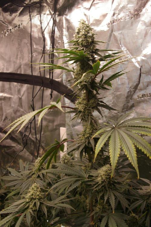 Black Lemon exotic Seed. Week 12