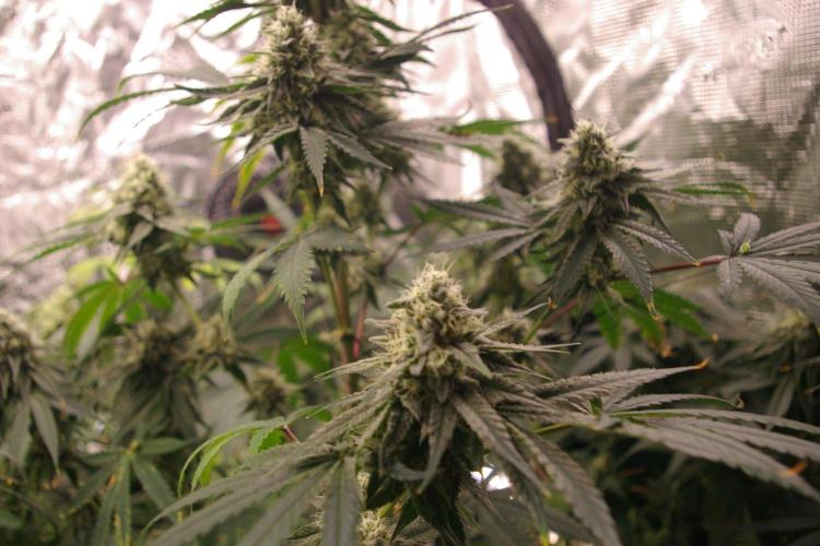 Black Lemon exotic Seed. Week 12