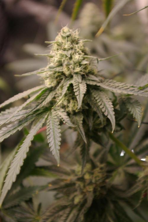 Black Lemon exotic Seed. Week 12