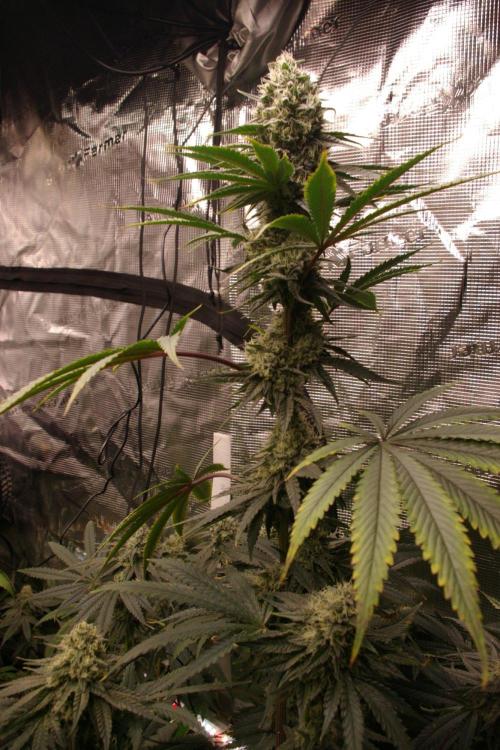 Black Lemon exotic Seed. Week 12