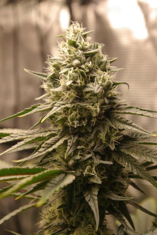 Black Lemon exotic Seed. Week 12