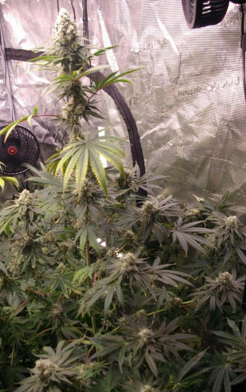 Black Lemon exotic Seed. Week 12
