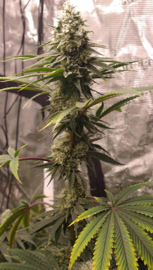Black Lemon exotic Seed. Week 12