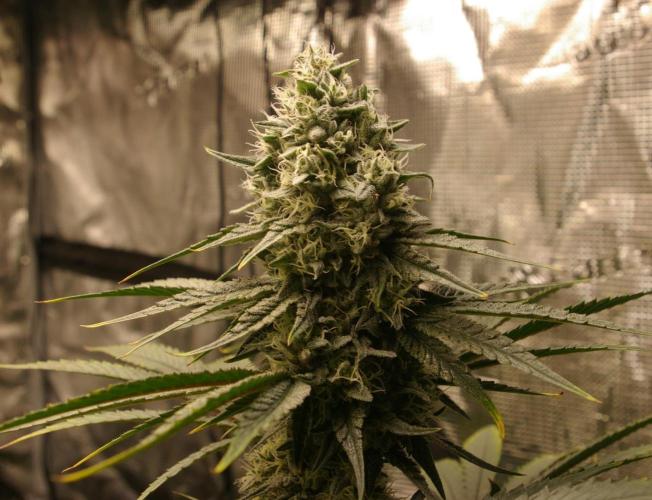 Black Lemon exotic Seed. Week 12