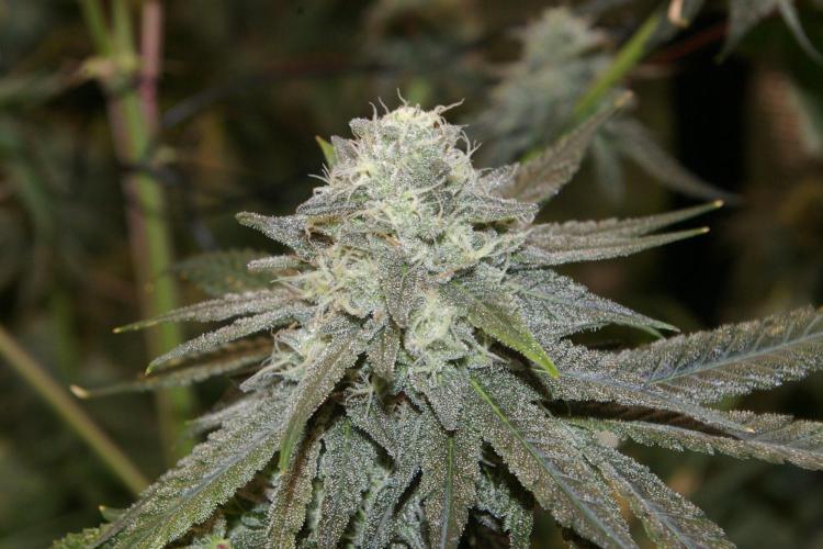 Black Lemon exotic Seed. Week 12
