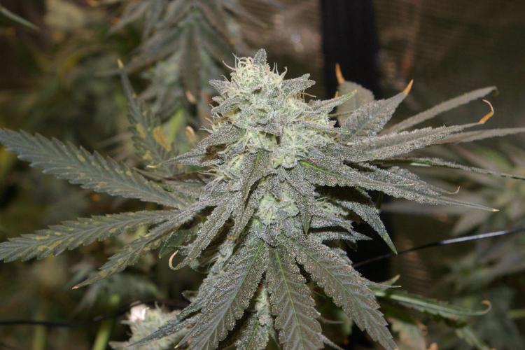 Black Lemon exotic Seed. Week 12