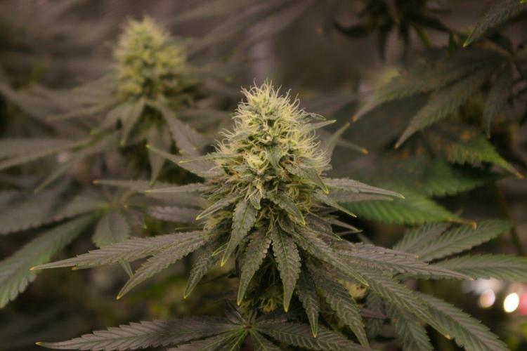 Dragon Milk Sensi Seeds. Week 12