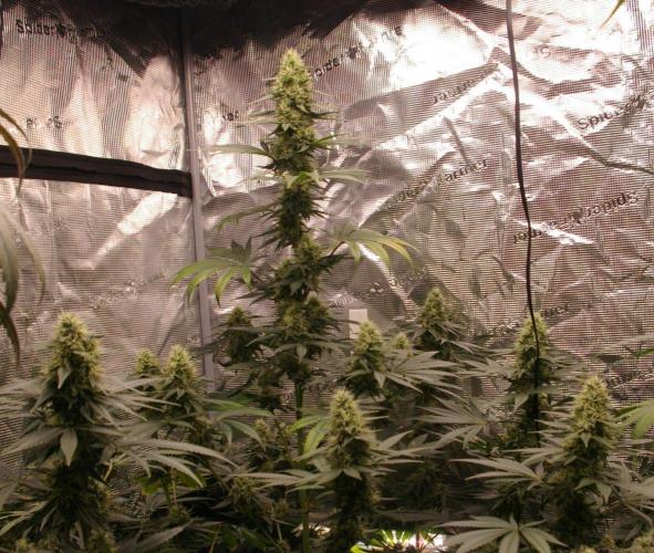 Dragon Milk Sensi Seeds. Week 12