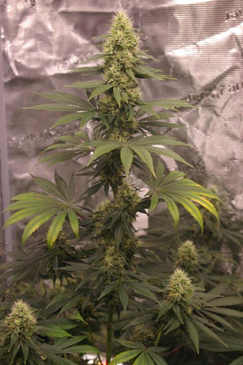 Dragon Milk Sensi Seeds. Week 12