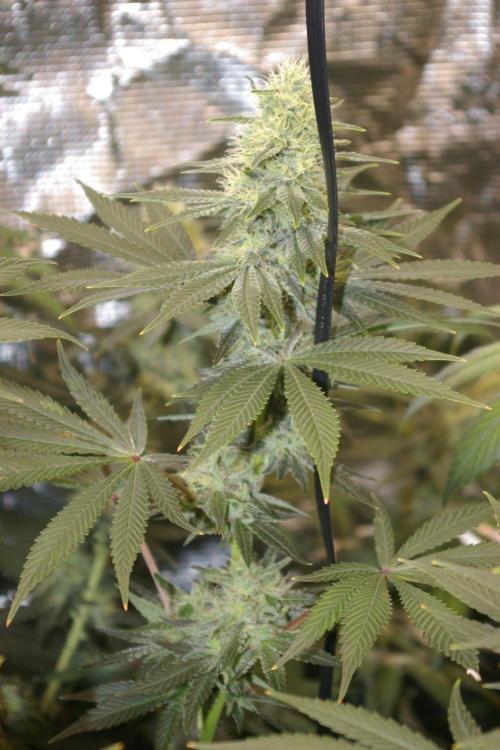 Dragon Milk Sensi Seeds. Week 12