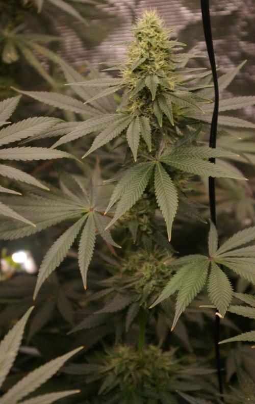 Dragon Milk Sensi Seeds. Week 12
