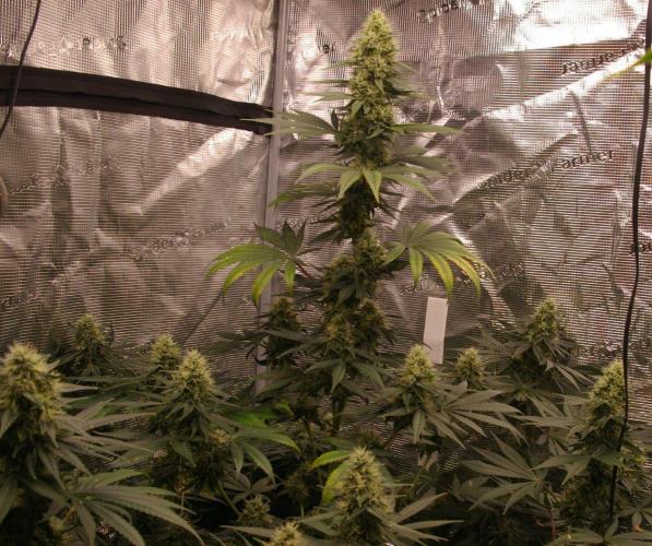 Dragon Milk Sensi Seeds. Week 12