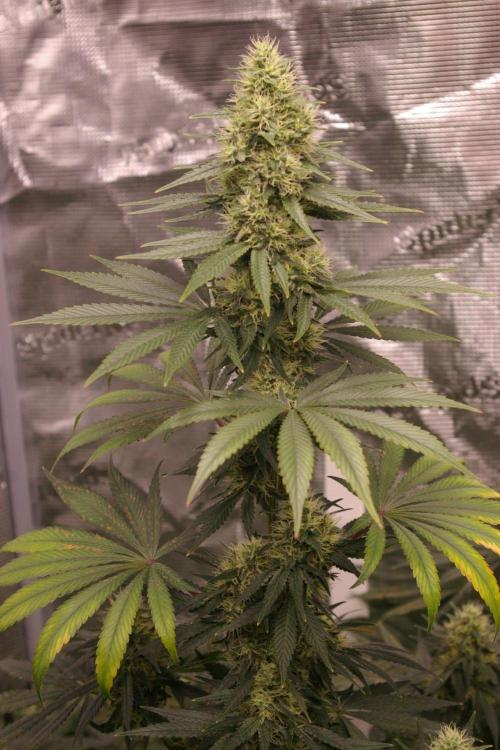 Dragon Milk Sensi Seeds. Week 12