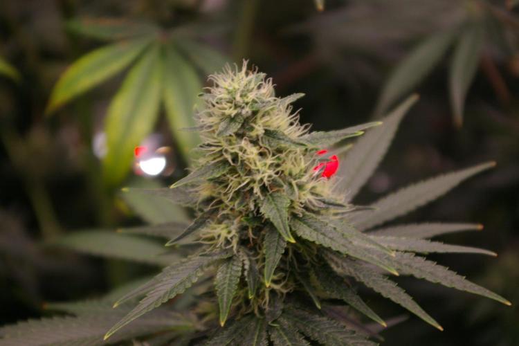 Dragon Milk Sensi Seeds. Week 12
