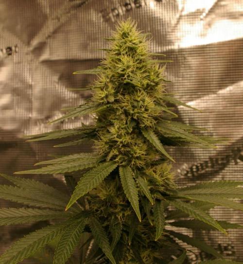 Dragon Milk Sensi Seeds. Week 12
