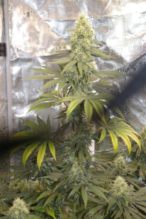 Dragon Milk Sensi Seeds. Week 12