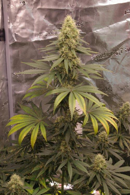 Dragon Milk Sensi Seeds. Week 12