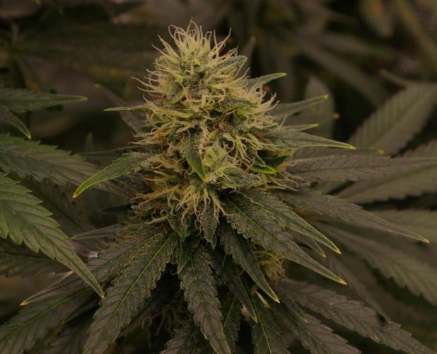 Dragon Milk Sensi Seeds. Week 12